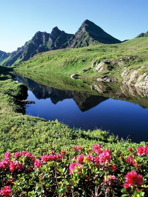 Mountain lake Sagtaler peaks alpine roses