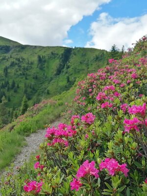 Wildschönau Auffach Grasingalm Almrosen  | © Wildschönau Tourismus