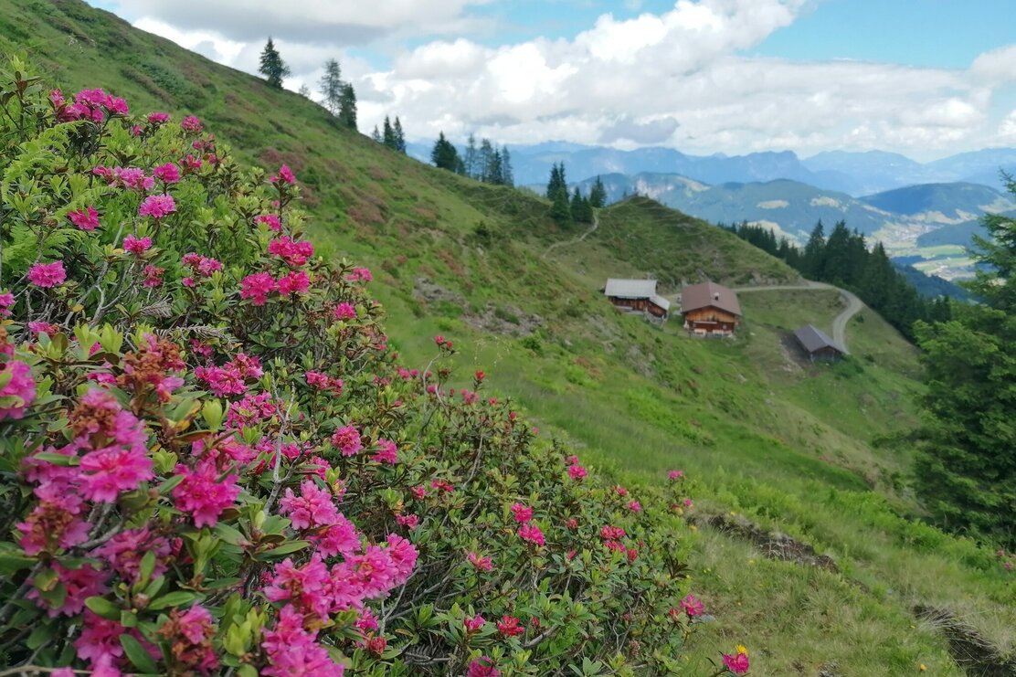 Wildschönau Auffach Grasingalm Almrosen | © Wildschönau Tourismus