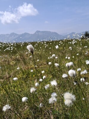 Wildschönau Vordere Feldalm Wollgras | © Wildschönau Tourismus