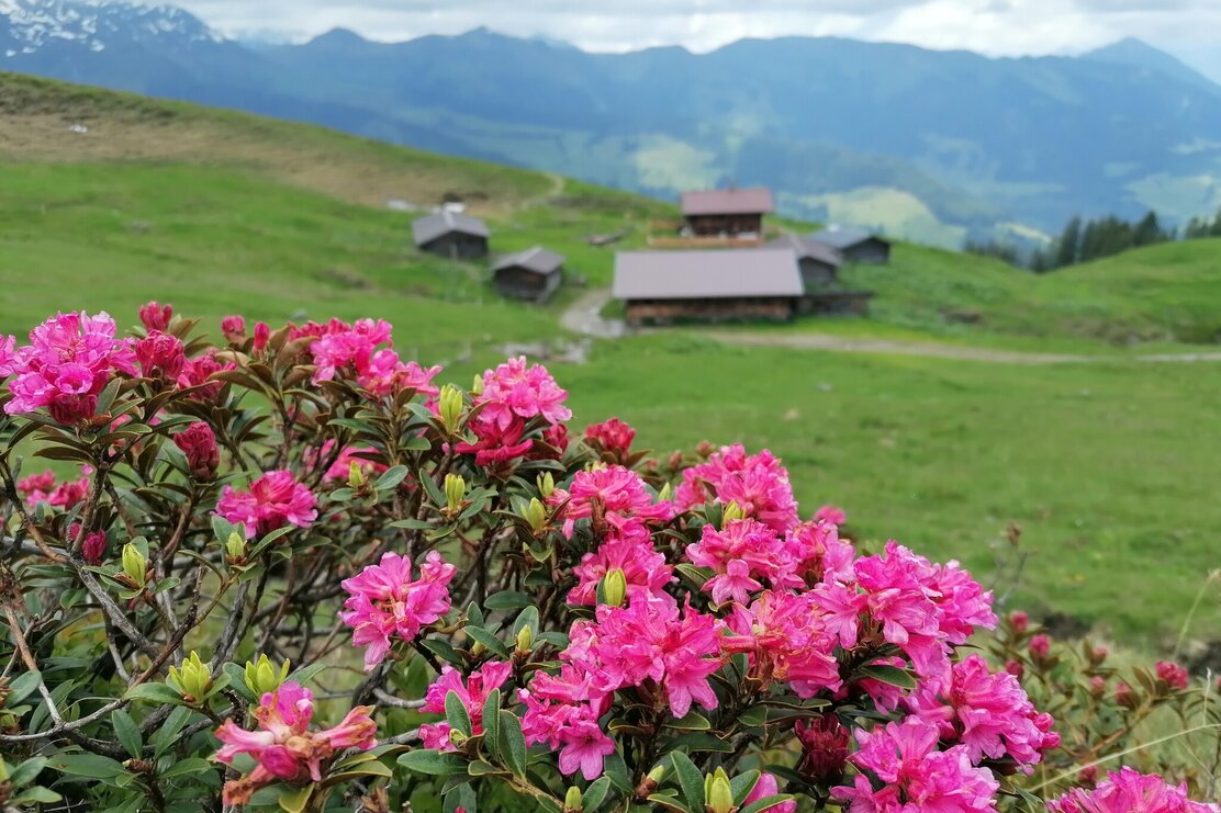 Wildschönau Vordere Feldalm  | © Wildschönau Tourismus Gerlinde Wimmer