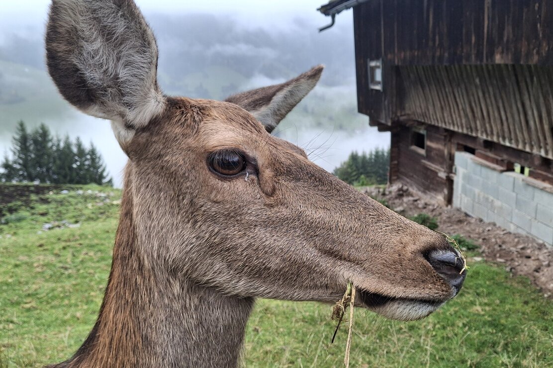 Foisching @ | © Wildschönau Tourismus