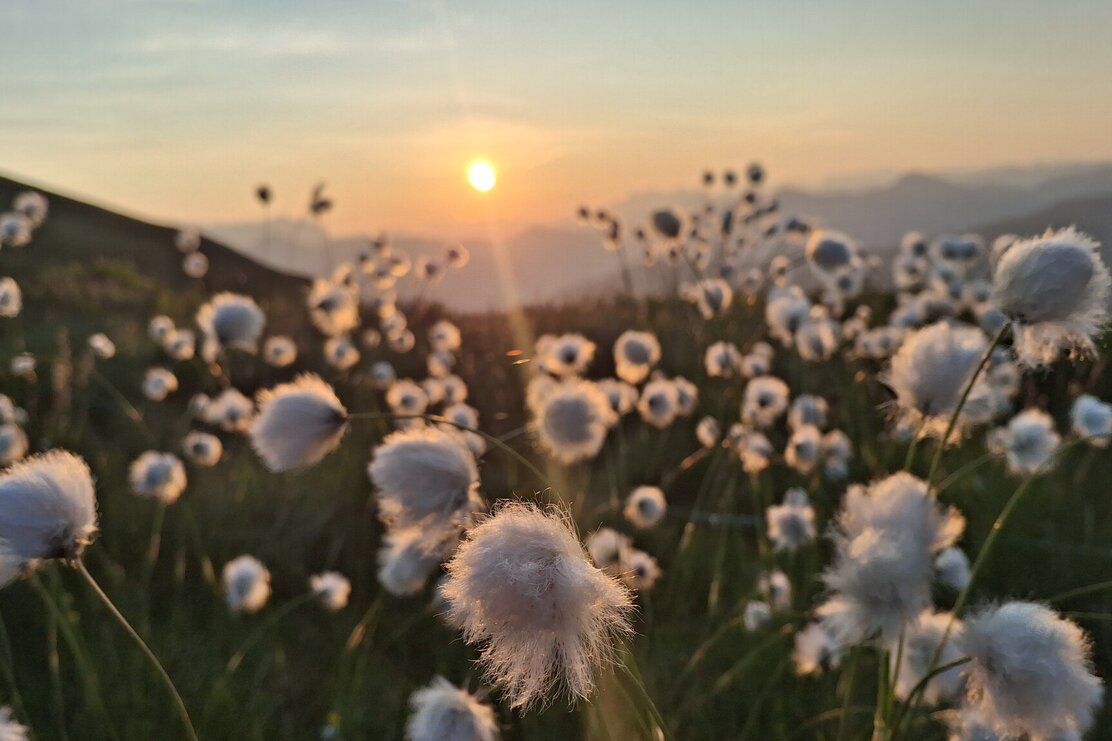 Wildschönau Feldalm  | © Wildschönau Tourismus Gerlinde Wimmer