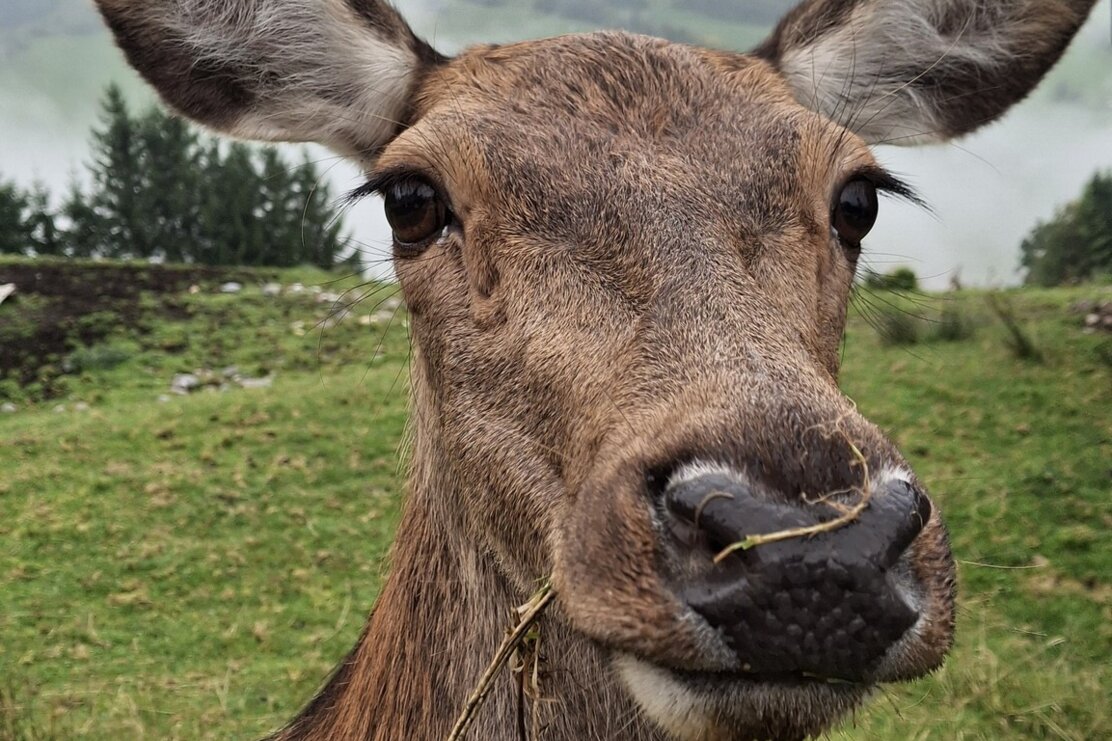 Wildschönau Niederau Foisching @ | © Wildschönau Tourismus