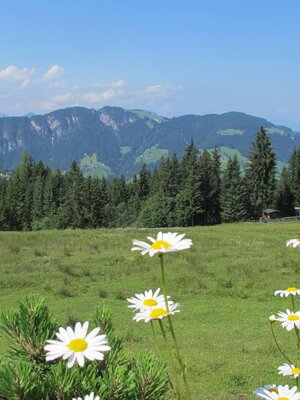 Ausblick von Koglmoos Sommer mit Blumen FG T.L. Rechte Wildschönau Tourismus (3).JPG