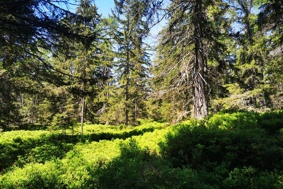 Wildschönau Oberau Loya Moor  @ | © Wildschönau Tourismus