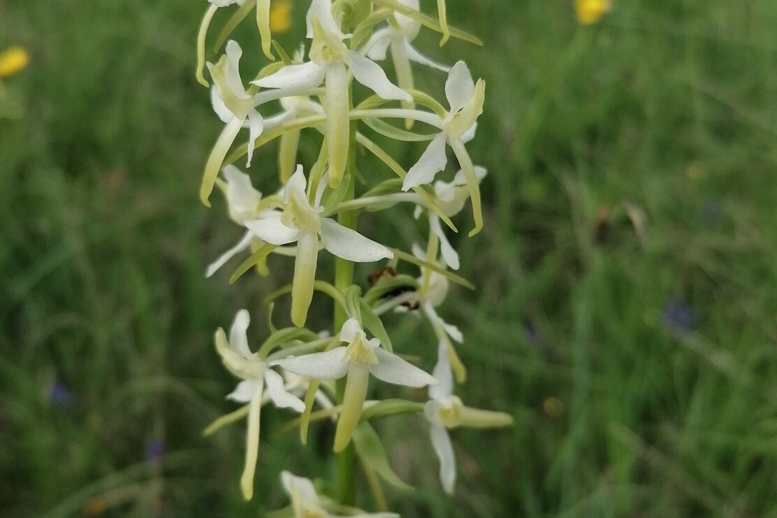 Wildschönau Oberau Loya Moor @ | © Wildschönau Tourismus