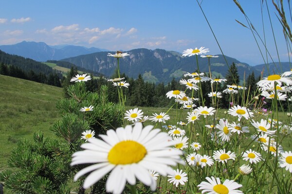 Ausblick von Koglmoos Sommer mit Blumen FG T.L. Re