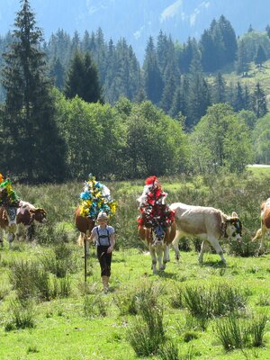 Almabtrieb Auffach Wildschönau 2011 FG T.L. Rechte