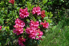Alpine roses Wildschoenau Niederau