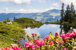 Bilder Baumgartenalm FG Alex Mayr Rechte Wildschön