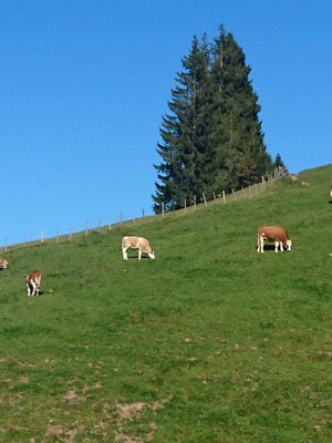 Achentalalm Kragenjoch Rechte Wildschönau Tourismu