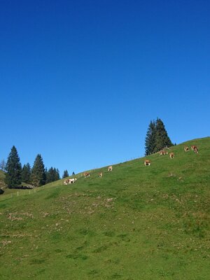 Achentalalm Kragenjoch Rechte Wildschönau Tourismu