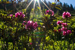 Almrosenfelder auf der Feldalm FG Alex Mayr Rechte