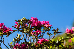 Almrosenfelder auf der Feldalm FG Alex Mayr Rechte