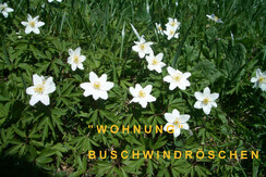 Buschwindr.-Großaufn.