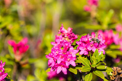 Almrosenfelder auf der Feldalm FG Alex Mayr Rechte
