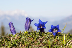 Enzian Wildchönau FG Aley Mayr Rechte Wildschönau 