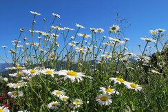 Blumen Koglmoos Sommer FG T.L. Rechte Wildschönau 