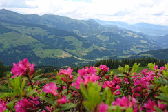 Almrosen Rechte Wildschönau Tourismus  (6)