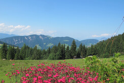 Ausblick von Koglmoos Sommer mit Blumen FG T.L. Re