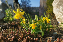 Narzissen im Frühling Wildschönau FG T.L.