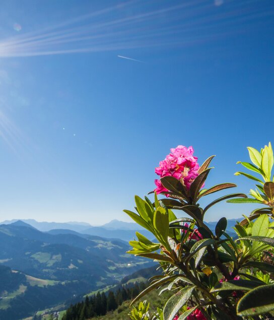 Almrosenfelder auf der Feldalm FG Alex Mayr Rechte