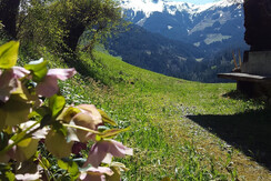 Aussicht Sommer Weinrebenhütte