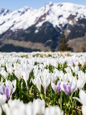 Krokuswiese Wildschönau Frühling FG Alex Mayr Rech