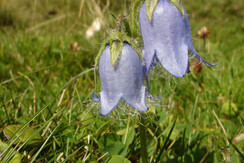 Bartglockenblume Rechte TVB Wildschönau (1)