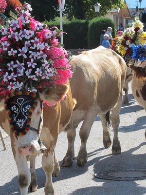 Almabtrieb Auffach Wildschönau 2011 FG T.L. Rechte