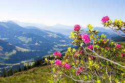 Almrosenfelder auf der Feldalm FG Alex Mayr Rechte