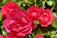 Jochum_Appartements_Wildschoenau_Rosen