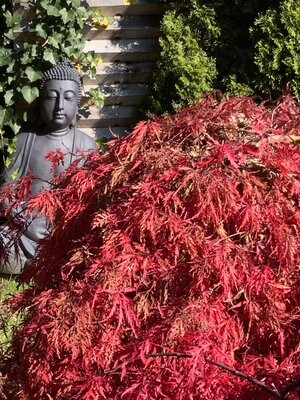 in front of the terrace