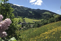 view from the garden