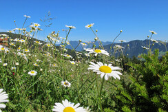 Blumen Koglmoos Sommer FG T.L. Rechte Wildschönau 