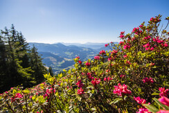 Almrosenfelder auf der Feldalm FG Alex Mayr Rechte