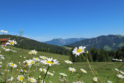 Blumen Koglmoos Sommer FG T.L. Rechte Wildschönau 