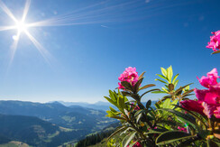 Almrosenfelder auf der Feldalm FG Alex Mayr Rechte