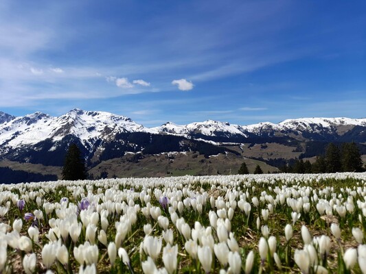 Krokuswiese Prädastenalm