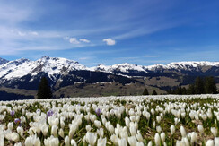 Krokuswiese18.4.2022-original