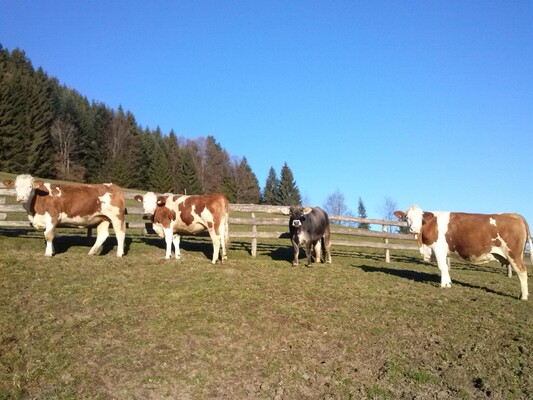 Unsere Kühe genießen die Freiheit