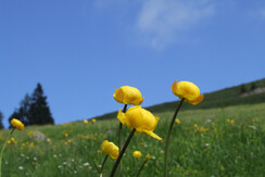 Blumenwiese Rechte TVB Wildschönau