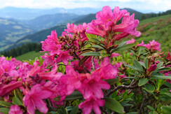 Almrosen Rechte Wildschönau Tourismus  (7)