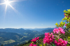 Almrosenfelder auf der Feldalm FG Alex Mayr Rechte