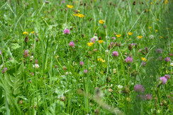 Blumenwiese Auenweg FG Lisa Gruber Rechte Wildschö