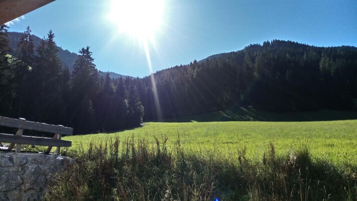 Sommer Blick zum Wald